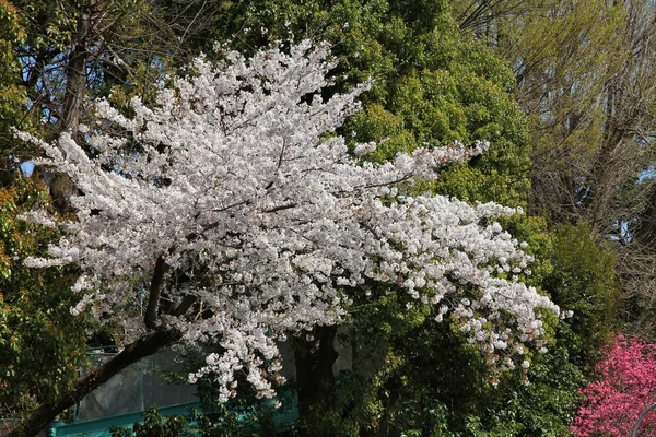 Japonia wiosna — Zdjęcie stockowe