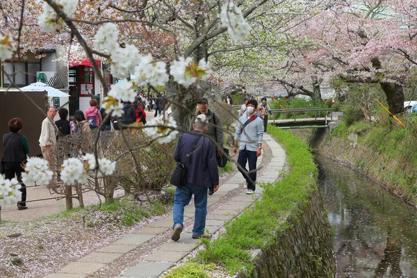 Kioto wiśniowy kwiat — Zdjęcie stockowe