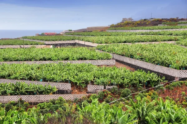 Plantación de plátanos — Foto de Stock