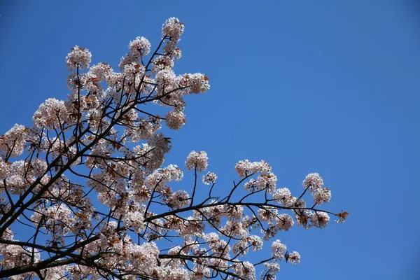 Japan cherry blossom — Stock Photo, Image