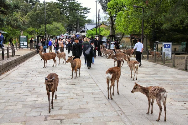 Nara, Japan — Stockfoto