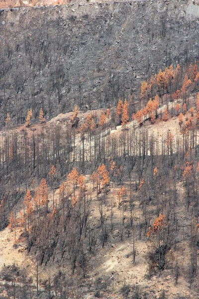 Bosque después del fuego — Foto de Stock