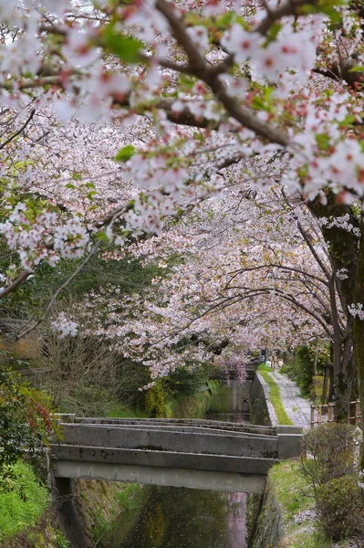 Kyoto — Stock Photo, Image