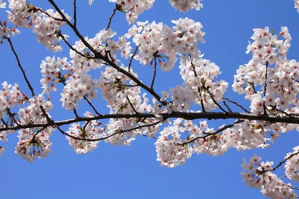 Cherry blossom in Tokyo — Stock Photo, Image