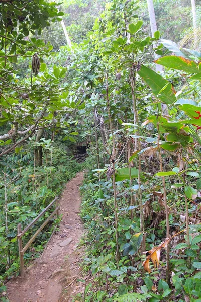 Mata Atlântica — Fotografia de Stock