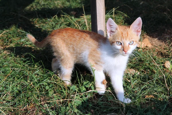 Kitten exploring — Stock Photo, Image