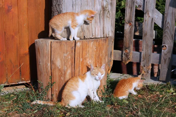 Kedi ailesi — Stok fotoğraf