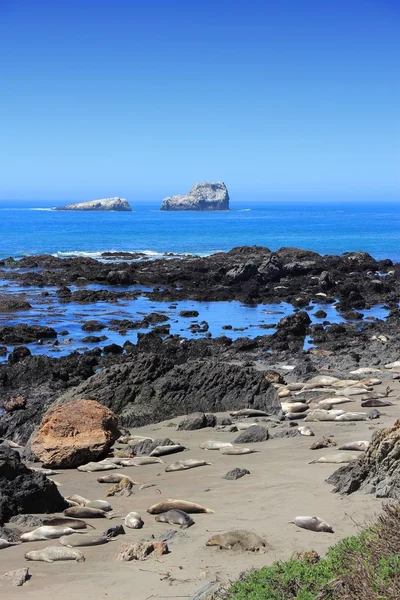 California elephant seals — Stock Photo, Image