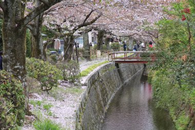 Kyoto kiraz çiçeği