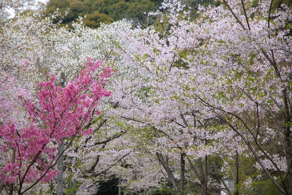 Японія весна — стокове фото