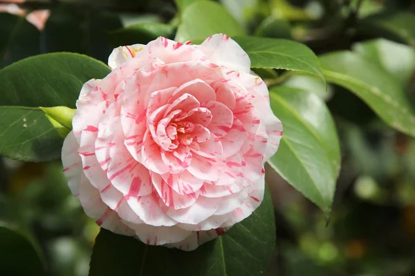 Japanese camellia — Stock Photo, Image