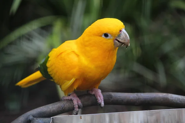 Golden conure — Stock Photo, Image