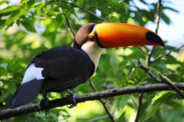 Gemensamma toucan — Stockfoto