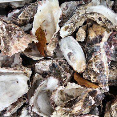 istiridye kabukları