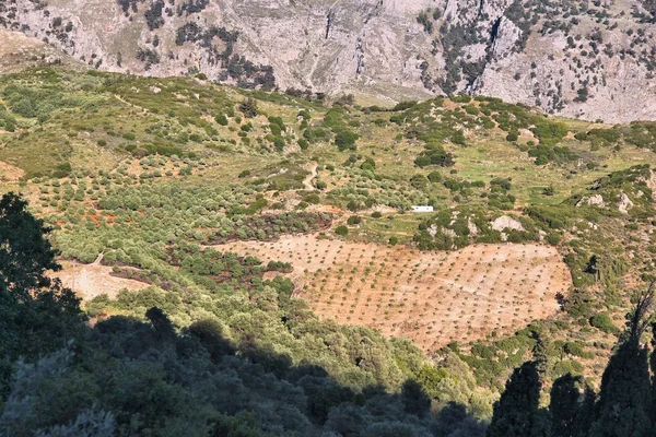 Olivais em creta — Fotografia de Stock