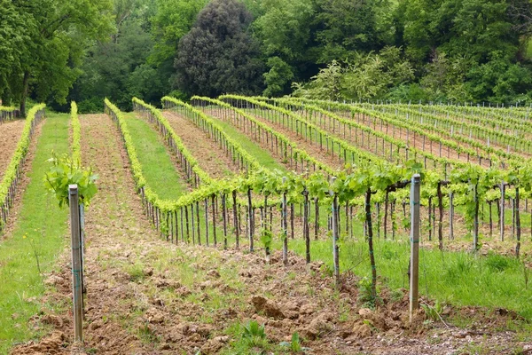 Toscane wijngaard — Stockfoto