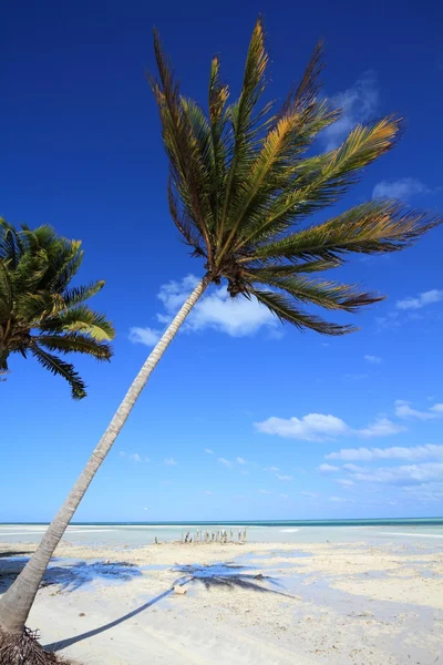 Spiaggia di palme Cuba — Foto Stock