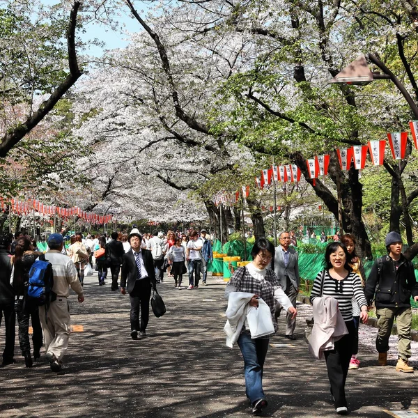 Ueno Park cherry blossom — Stock Fotó