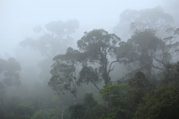 Hutan hujan berkabut — Stok Foto