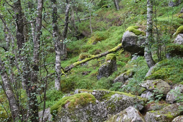 Norveç doğa — Stok fotoğraf