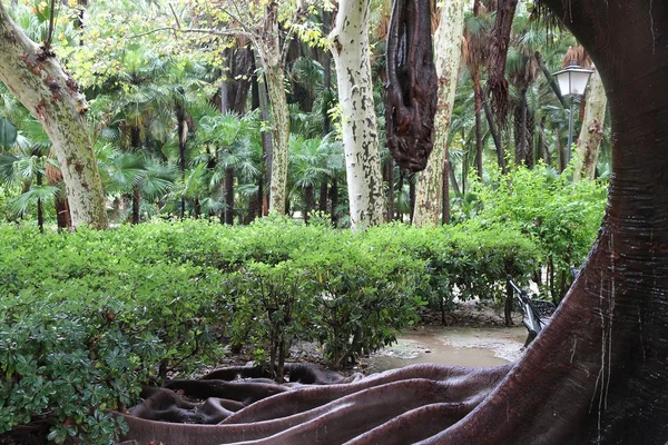 Sevilla park — Stock Photo, Image