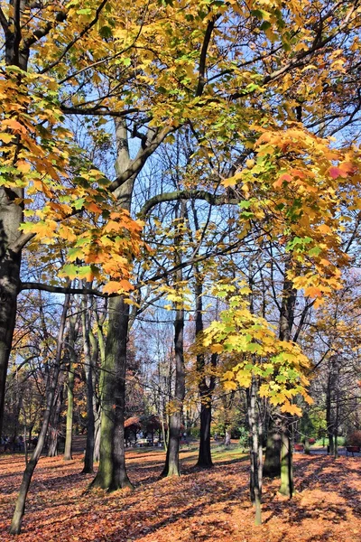 Sonbahar yaprakları — Stok fotoğraf