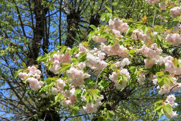 Yoshino cherry blossom — Stock Photo, Image