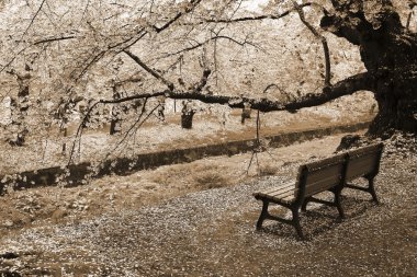 Japan cherry blossom clipart