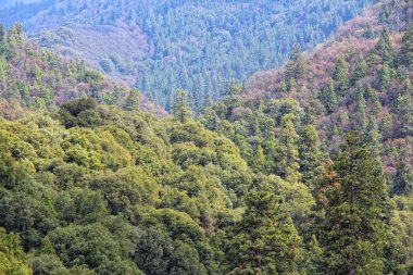 Dev sequoia Ulusal Anıtı