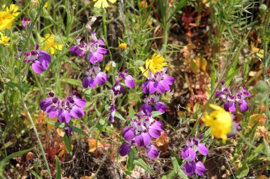 Collinsia heterophylla