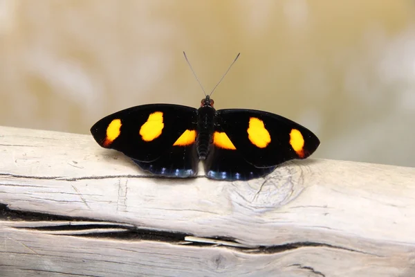 Butterfly in Brazil — Stock Photo, Image