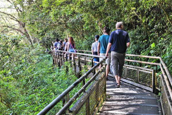 Доска джунглей
