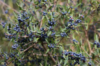 Phillyrea angustifolia, Fransa 'da bitki türleri. Güney Fransa 'daki Kamp doğal bölgesi.