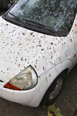 Arabanın kaputuna kuş kakası. Kuş pisliğiyle kaplı, kirli, lekeli bir araba. Park sorunu.