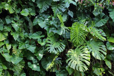 Bay Duvarı 'nın arkasındaki bahçeler. Singapur 'un tropik bitkileri.