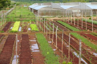 Cuba agriculture greenhouse