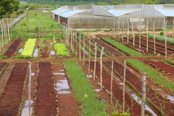 Cuba agriculture greenhouse — Stockfoto