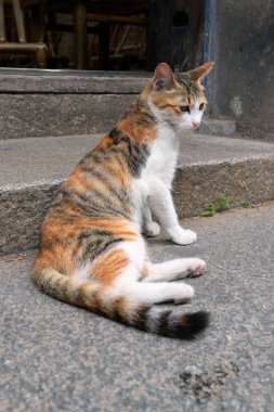 Çin 'in Guangzhou şehrinde Shawan' daki Calico zencefilli sokak kedisi..