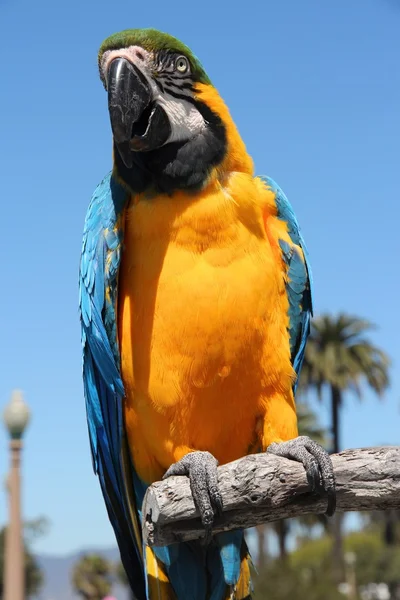 Macaw — Stock Photo, Image