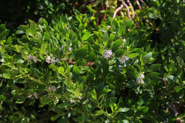 Alicante, İspanya 'daki şehir yeşilliği. Süslü çalı çiçekleri. Bitki türleri: fare deliği ağacı veya ngaio (Myoporum laetum).