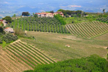 Üzüm bağları ve zeytin bahçeleri Toskana - kırsal İtalya. Tarım kırsal alan Siena eyaletinin.