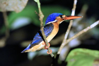 Borneo Kuşları. Mavi kulaklı Kingfisher (Alcedo meninting), Malezya 'nın Borneo adasında, Sabah' ın kuzeydoğusunda, Sukau 'da Kinabatangan nehrinin kuş türü..
