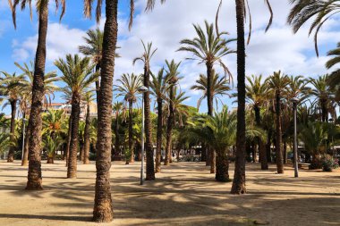 Barcelona Parc de Joan Miro. İspanya, Barselona 'da bir halk parkında palmiye ağaçları.