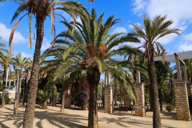 Barcelona Parc de Joan Miro. İspanya, Barselona 'da bir halk parkında palmiye ağaçları.