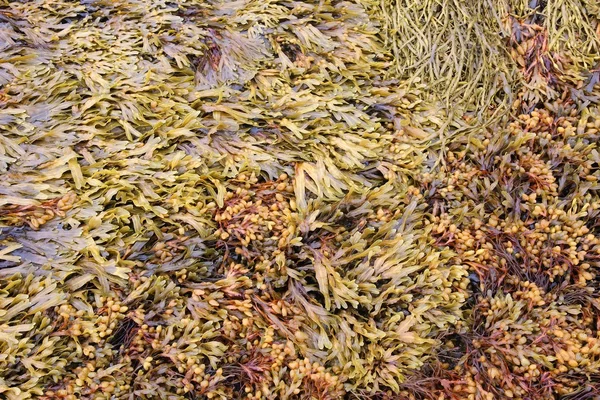 Bruna alger bakgrund — Stockfoto