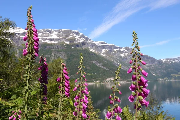 Digitalis blühen in norwegen — Stockfoto