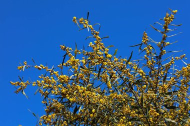 Benidorm 'da İspanya doğası. Bitki türleri: akasya salya çiçekli çalılık, Coojong ve altın çelenk boynuzu olarak bilinir. Avustralya 'ya özgü bitki.