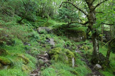 Norveç 'teki yeşil yosunlu orman. Norveç 'in Rogaland kentindeki Sokndal belediyesinde doğa yürüyüşü.