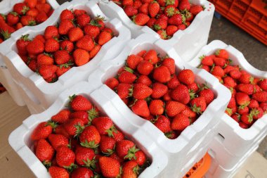 Jeonju, Güney Kore 'deki Nambu Market' te Kore yemeği. Çilek meyvesi, köpük kutularda paketlenmiş..