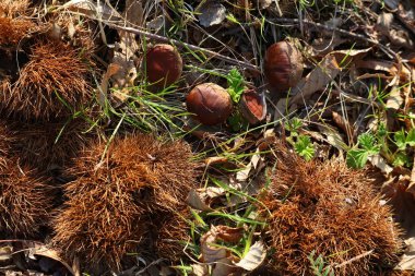 Tatlı kestaneler (Castanea sativa) Hwagae 'de yerde, Hadong-gun Güney Kore' de.